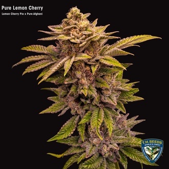 Pure Lemon Cherry (T.H.Seeds) Femminizzata
