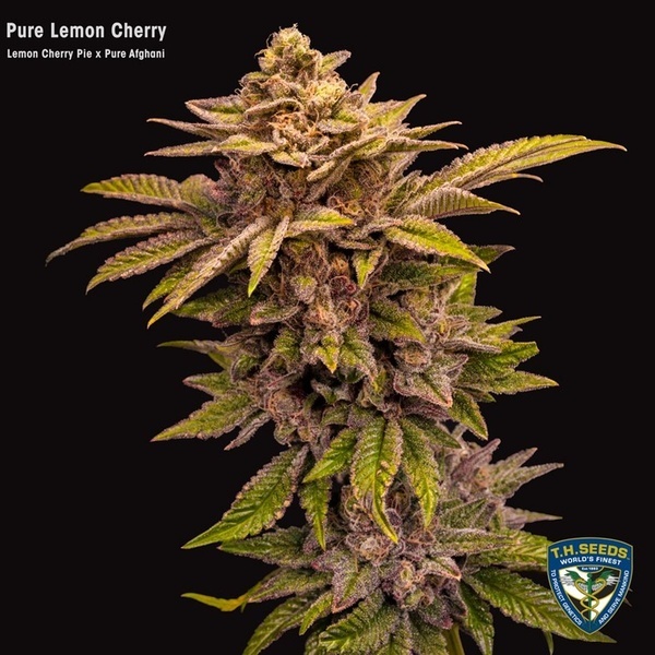 Pure Lemon Cherry (T.H.Seeds) Femminizzata