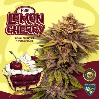 Pure Lemon Cherry (T.H.Seeds) Femminizzata