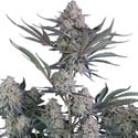 Lemon Tree Auto (Fast Buds) Femminizzata