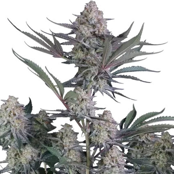 Lemon Tree Auto (Fast Buds) Femminizzata