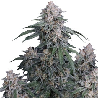 GMO Auto (FastBuds) feminized