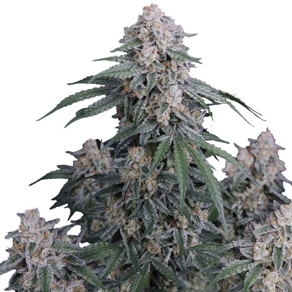 GMO Auto (Fast Buds) Femminizzata