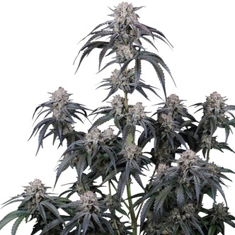 Mango Frost Auto (FastBuds) feminized
