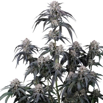 Mango Frost Auto (Fast Buds) Femminizzata