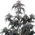 Mango Frost Auto (Fast Buds) Femminizzata