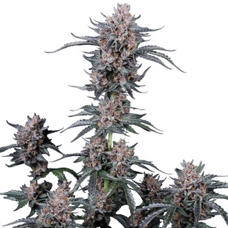 Mango Cherry Runtz Auto (Fast Buds) Femminizzata