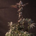 Lemon Cherry Runtz (Fast Buds) femminizzata