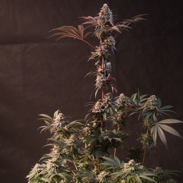 Lemon Cherry Runtz (Fast Buds) femminizzata