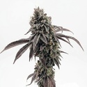 Garlic Mint Sherbet (Fast Buds) femminizzata