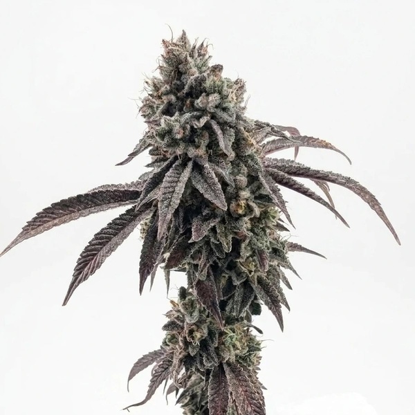 Garlic Mint Sherbet (Fast Buds) femminizzata