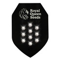 Semi Misteriosi Autofiorenti 10 (Royal Queen Seeds)