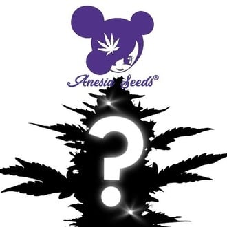 Semi Misteriosi Autofiorenti 1 (Anesia Seeds)