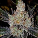 10th Planet R1 (Ethos Genetics) Femminizzata