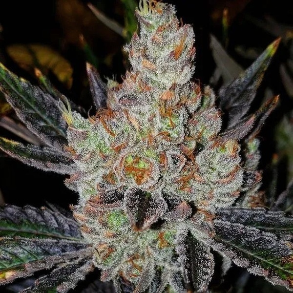 10th Planet R1 (Ethos Genetics) Femminizzata