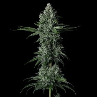 Grandpa's Stash R2 (Ethos Genetics) Femminizzata