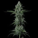 Grandpa's Stash R2 (Ethos Genetics) Femminizzata