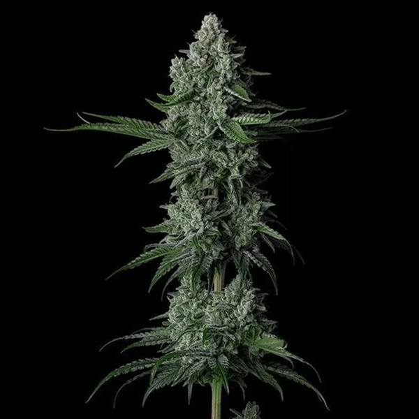 Grandpa's Stash R2 (Ethos Genetics) Femminizzata