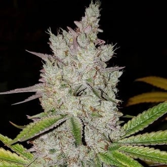 Lilac Diesel Auto RBX2 (Ethos Genetics) Femminizzata