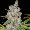 Lilac Diesel Auto RBX2 (Ethos Genetics) Femminizzata