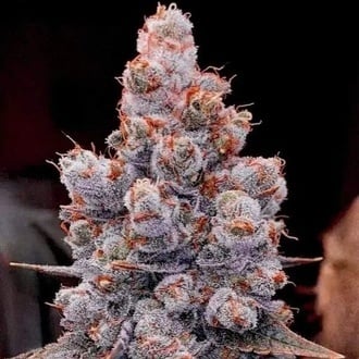Banana Jealousy Auto RF3 (Ethos Genetics) Femminizzata