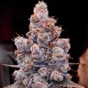 Banana Jealousy Auto RF3 (Ethos Genetics) Femminizzata