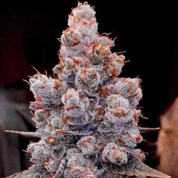 Banana Jealousy Auto RF3 (Ethos Genetics) Femminizzata