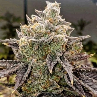 Bubble Gummy Auto (Ethos Genetics) Femminizzata