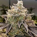 Bubble Gummy Auto (Ethos Genetics) Femminizzata