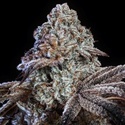 Psy-op R1 (Ethos Genetics) Femminizzata