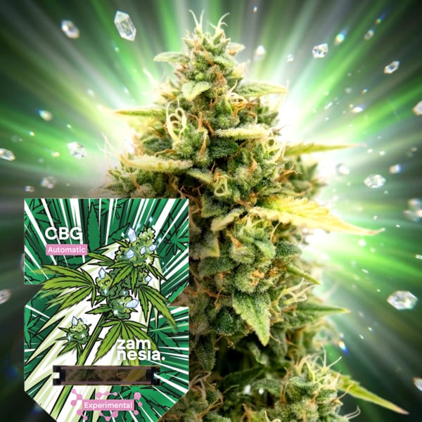 CBG Auto (Zamnesia Seeds) Femminizzata