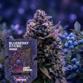 Blueberry CBD 2:1 (Zamnesia Seeds) Femminizzata
