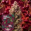 Sour Cherriez (Zamnesia Seeds) Femminizzata