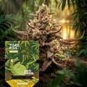 Toad Piss (Zamnesia Seeds) Femminizzata