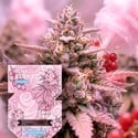 Pink Berriez (Zamnesia Seeds) Femminizzata