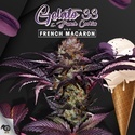 French Macaron (T.H.Seeds) Femminizzata