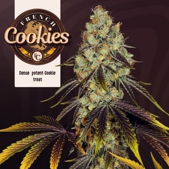 French Cookies (TH Seeds) Femminizzata