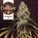 French Cookies (TH Seeds) Femminizzata