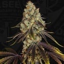 French Cookies (TH Seeds) Femminizzata