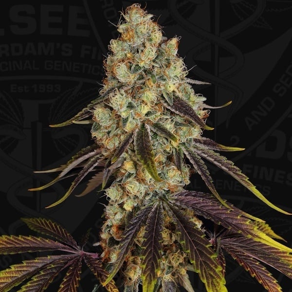 French Cookies (TH Seeds) Femminizzata