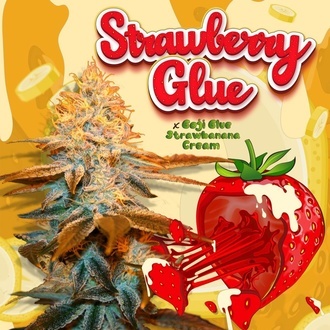 Strawberry Glue (T.H.Seeds) Femminizzata