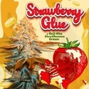 Strawberry Glue (T.H.Seeds) Femminizzata