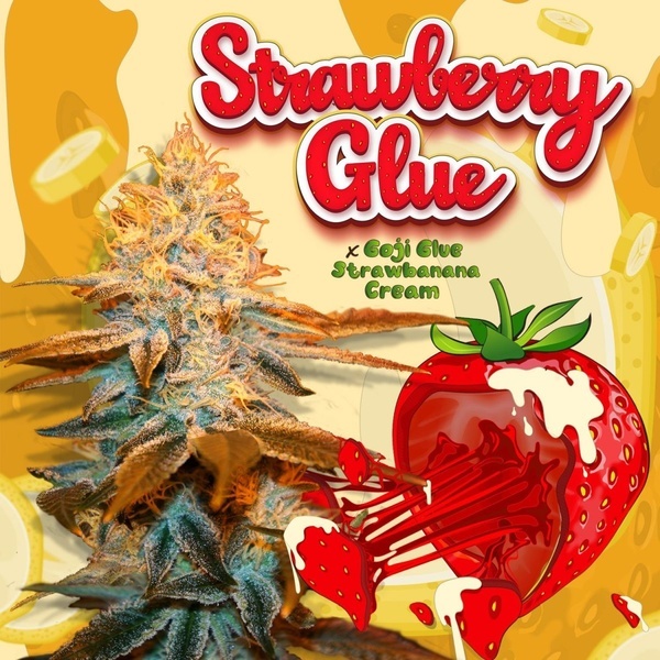 Strawberry Glue (T.H.Seeds) Femminizzata