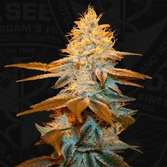 Strawberry Glue (T.H.Seeds) Femminizzata