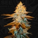 Strawberry Glue (T.H.Seeds) Femminizzata