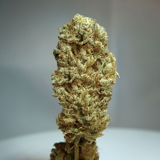 Strawberry Glue (T.H.Seeds) Femminizzata