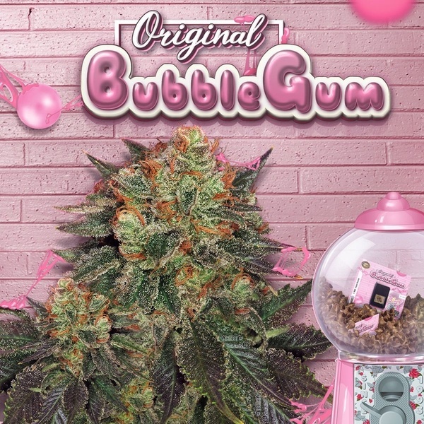 Bubblegum (T.H. Seeds) Femminizzata