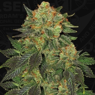 Bubblegum (T.H. Seeds) Femminizzata