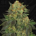Bubblegum (T.H. Seeds) Femminizzata