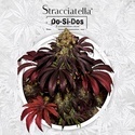 Stracciatella (T.H.Seeds) Femminizzata